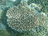 Gili Meno - snorkelen