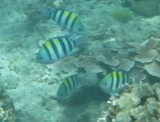Gili Meno - snorkelen