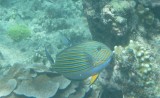 Gili Meno - snorkelen