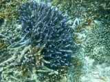 Gili Meno - snorkelen ( Blauw koraal )