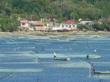 Uitzicht op de zeewierplantages  tussen Lembongan en Ceningan...