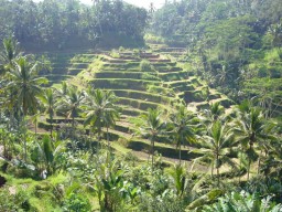 Hansenlia