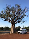 Baobab boom bij Kununurra