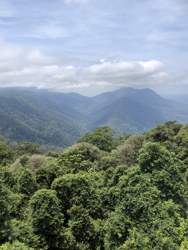 Dorrigo NP
