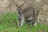 Wallabies