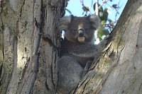 Koala Portland