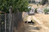 Bij Emin's huis op Yayla
