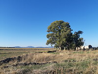 Schapen in het landschap