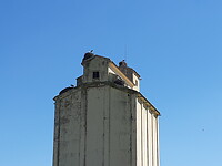Ooievaarsnesten