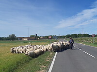 Schapen onderweg