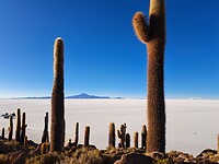 Cactus eiland