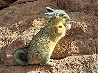 Vizcachu