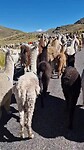 Tussen de lama's