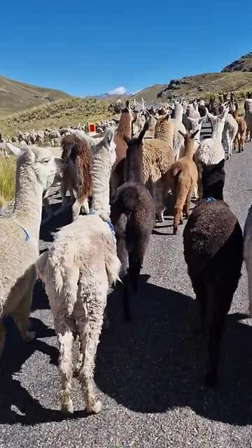 Tussen de lama's