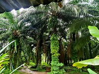 Ons resort heet Palmview, niet voor niets