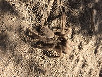 Eerste Tarantula, dood