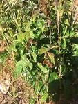 Poison Oak