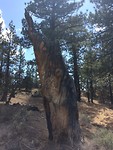 Just some cool looking tree