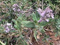 Poodle Dog Bush
