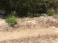 Garden Snake at the side of the road