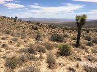 Dessert Scenery