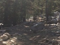 Deer at Kearsarge