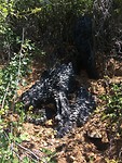 Charred tree trunk