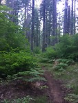 The Thick Undergrowth