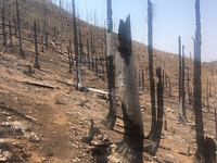 A funeral for Trees
