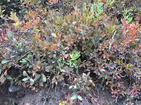 Huckleberries