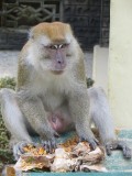 1 Bukit Lawang (39)