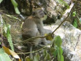 1 Bukit Lawang (30)