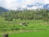 7 Maninjau Meer (48)