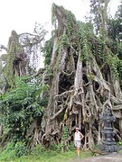 28 Munduk wandelingen  (5) Banyan Tree