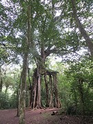 20 Bedugul Botanische Tuin (2) Banyan Tree