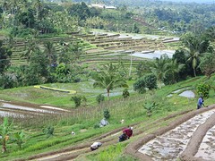18 Jatiluwih rijstvelden (3)