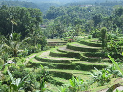 18 Jatiluwih rijstvelden (1)