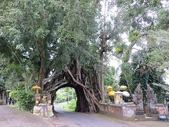 10 Banyan Tree met weg onderdoor (1)