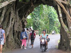 10 Banyan Tree met weg onderdoor (2)