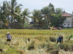 11 Medewi Beach (1)
