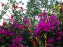 112 San Agustin wandeling (20) bloemen