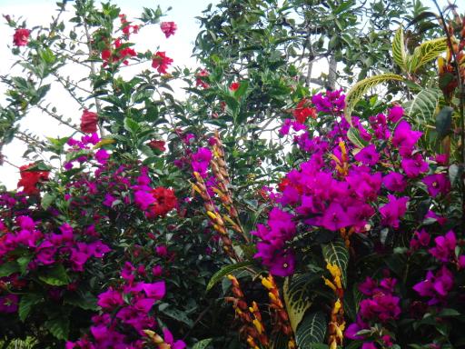 112 San Agustin wandeling (20) bloemen