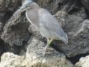 199 reiger (2)