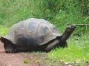 208 reuzenschildpad (1)