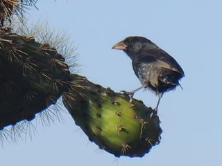 231 cactus Darwin vink (2)