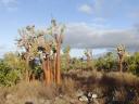 241 boomcactussen