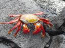 268 rode krab (1)