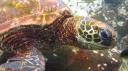 Galapagos onder water (15)