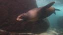 Galapagos onder water (34)