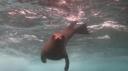 Galapagos onder water (35)